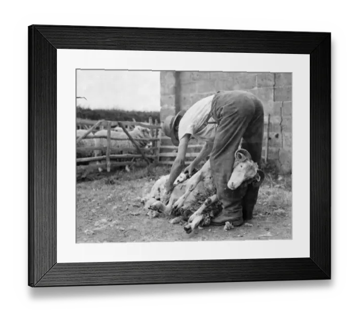 Framed Print : Sheep sheering in Wrotham, Kent. The farmer uses his leg to pin down the ram. 1