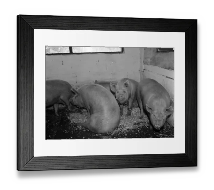 Framed Print : Pigs in the barn at Hales Pig Farm in Footscray, Kent. 21 June 1937 Framed Print : Pigs in the barn at Hales Pig Farm in Footscray, Kent. 21 June 1937