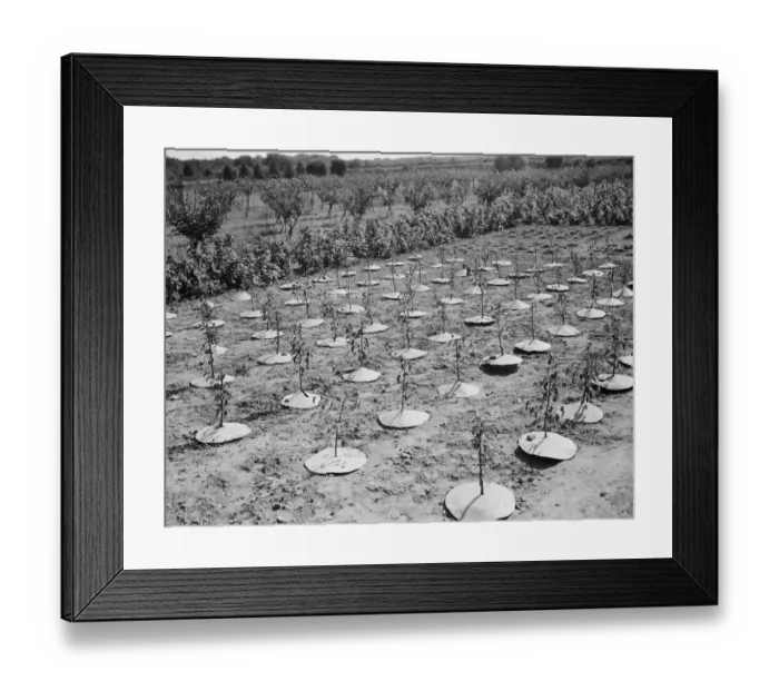 Framed Print : East Malling Research Station open day. Young trees with protective covers. 1937 Framed Print : East Malling Research Station open day. Young trees with protective covers. 1937