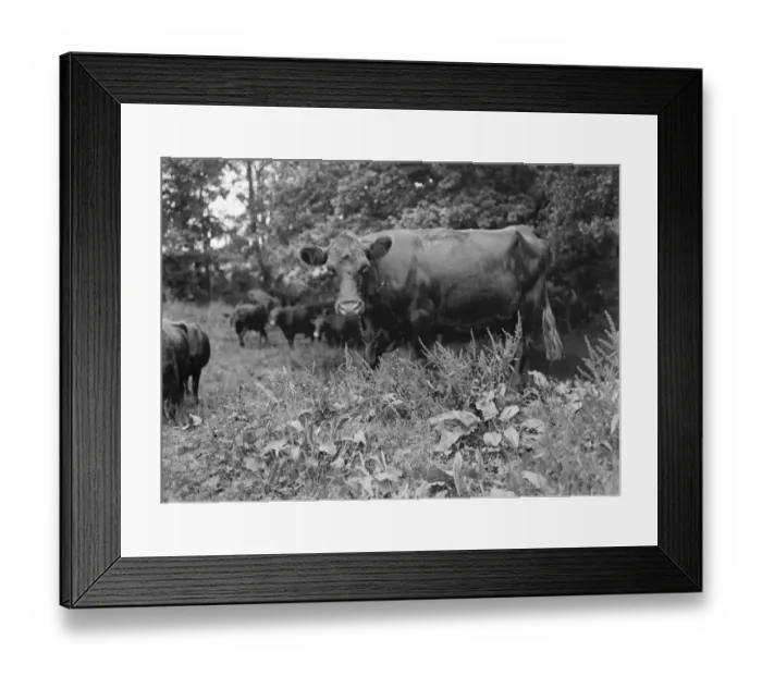 Framed Print : Cattle. 1935 Framed Print : Cattle. 1935
