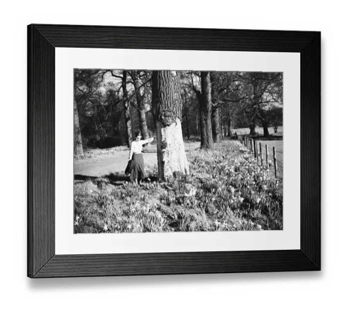 Framed Print : A young woman admires the daffodils. 1935 Framed Print : A young woman admires the daffodils. 1935