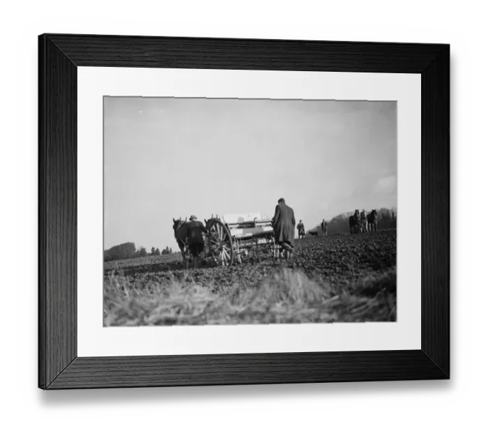 Framed Print : Sowing peas in a field in Bexley. 1937