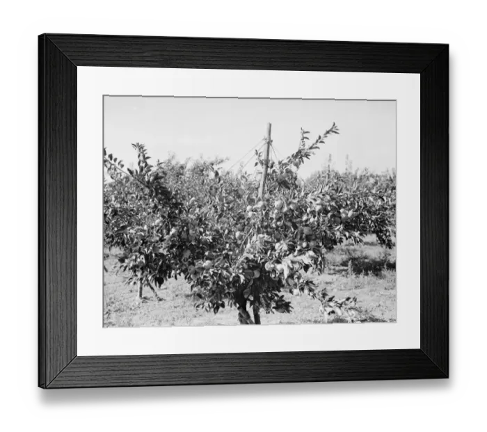 Framed Print : East Malling Research Station open day. Apple trees with fruit. 1937 Framed Print : East Malling Research Station open day. Apple trees with fruit. 1937