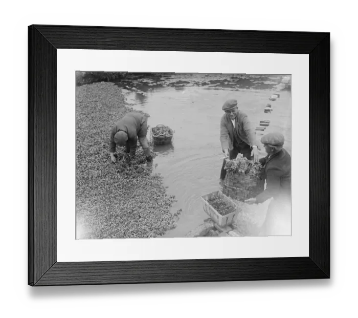 Framed Print : Watercress growing in Darenth, Kent. 1939 Framed Print : Watercress growing in Darenth, Kent. 1939