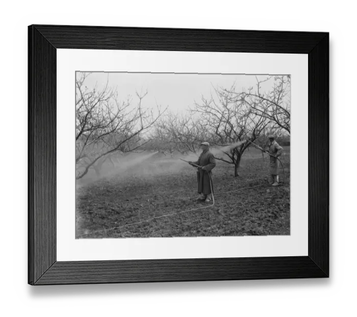 Framed Print : Spraying fruit orchard. 1935 Framed Print : Spraying fruit orchard. 1935