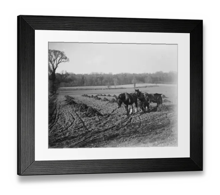 Framed Print : Farmer potato spinning with his horse team. 1936 Framed Print : Farmer potato spinning with his horse team. 1936