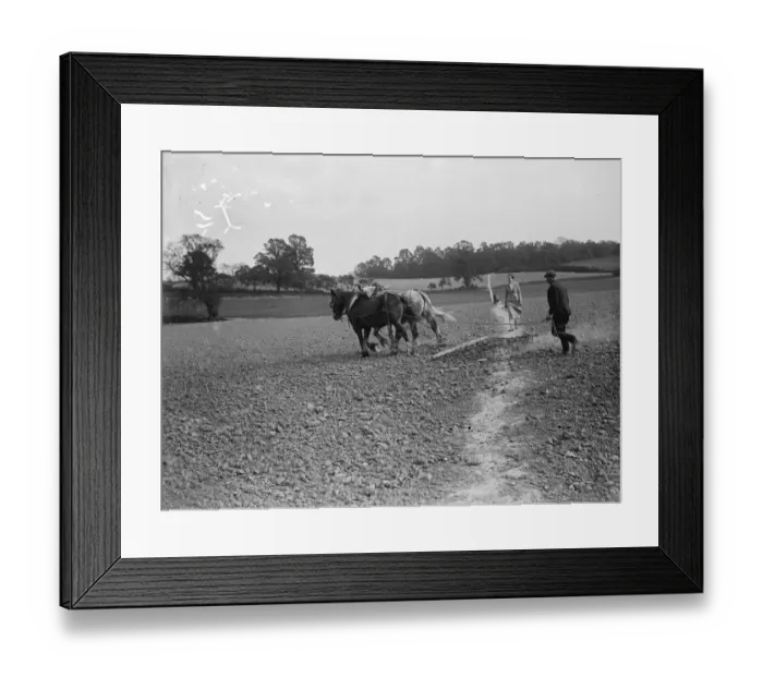 Framed Print : A farmer harrows a field with his team of horses over a footpath throught the field Framed Print : A farmer harrows a field with his team of horses over a footpath throught the field