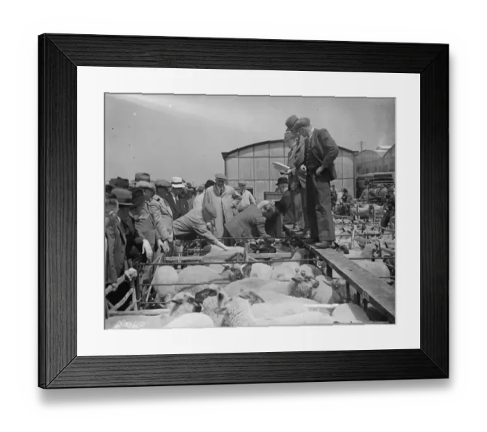 Framed Print : A sheep sale in Gloucester. 10 June 1938 Framed Print : A sheep sale in Gloucester. 10 June 1938