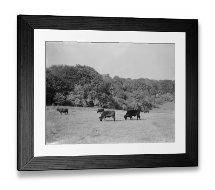 Framed Print : A rural scene of grazing cows. 1936 Framed Print : A rural scene of grazing cows. 1936