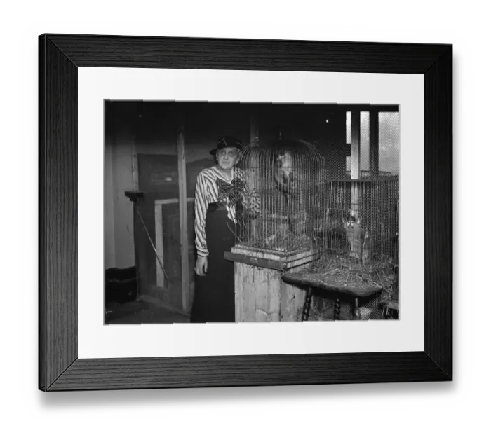 Framed Print : Mrs Alison McLaren Morrison and some of her caged monkeys which she keeps at her Framed Print : Mrs Alison McLaren Morrison and some of her caged monkeys which she keeps at her