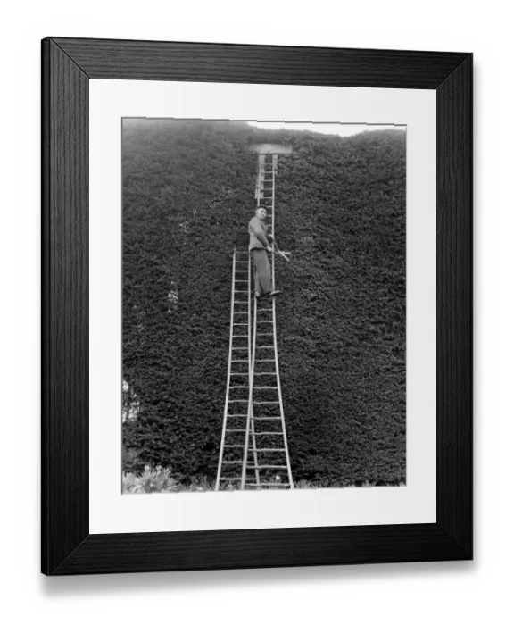 Framed Print : A tall job for Joseph Brigden, 75 as he gives the yearly trim to a giant yew tree Framed Print : A tall job for Joseph Brigden, 75 as he gives the yearly trim to a giant yew tree