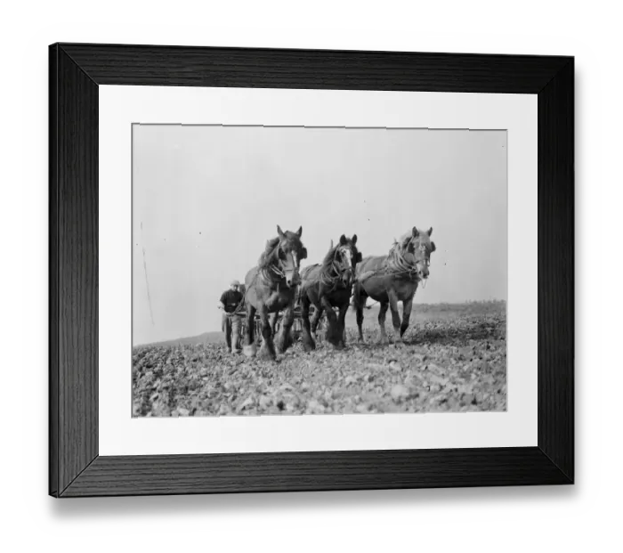 Framed Print : Farm workers with their horse drawn Suntyne seed drill in Darenth, Kent. 1938
