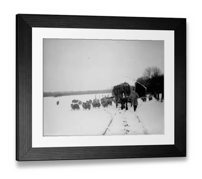 Framed Print : Snow scenes ( horse and cart and sheep ) Eynsford. 1938 Framed Print : Snow scenes ( horse and cart and sheep ) Eynsford. 1938