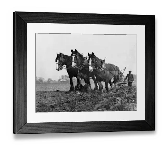 Framed Print : Plough team seen next to the bypass, Sidcup, England. 1936 Framed Print : Plough team seen next to the bypass, Sidcup, England. 1936