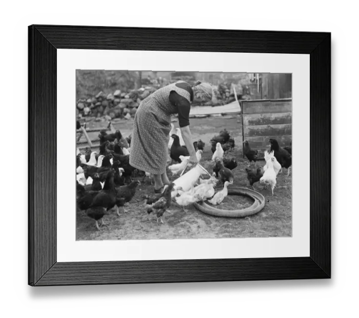 Framed Print : An old tire used by a women as a bird feeder. 1936 Framed Print : An old tire used by a women as a bird feeder. 1936