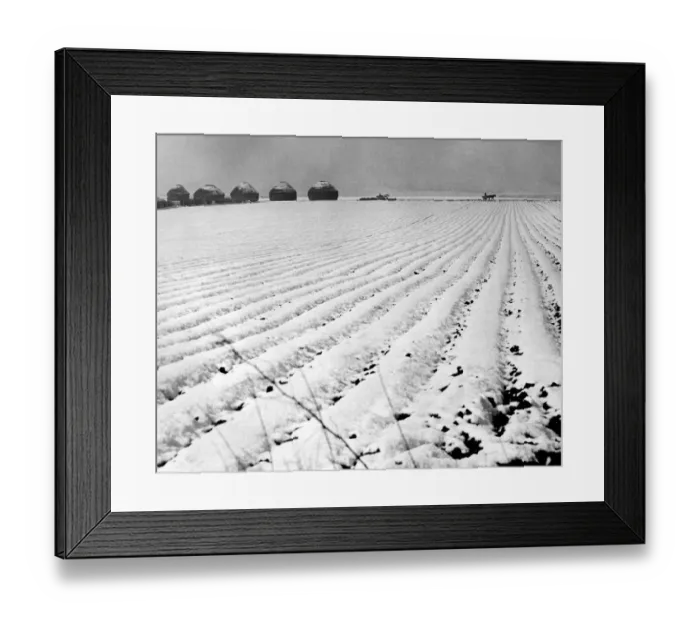 Framed Print : This picture, taken on 25th April 1950, shows a field of newly planted potatoes covered Framed Print : This picture, taken on 25th April 1950, shows a field of newly planted potatoes covered