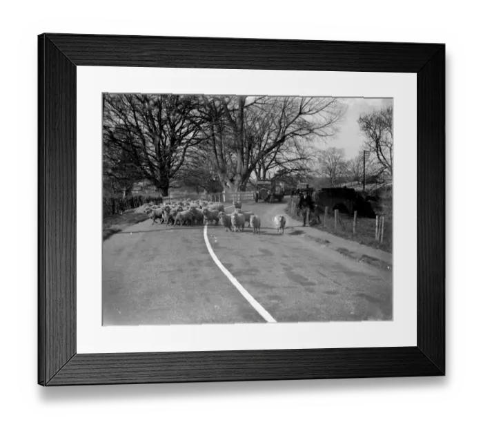 Framed Print : Flock of sheep in a country road in Kent