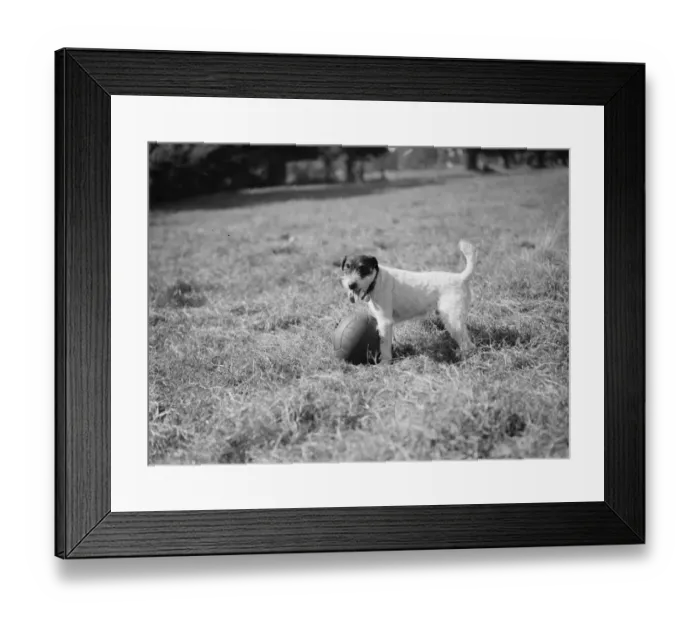 Framed Print : Cinders the dog guards her football. Sidcup, Kent. 24 September 1937