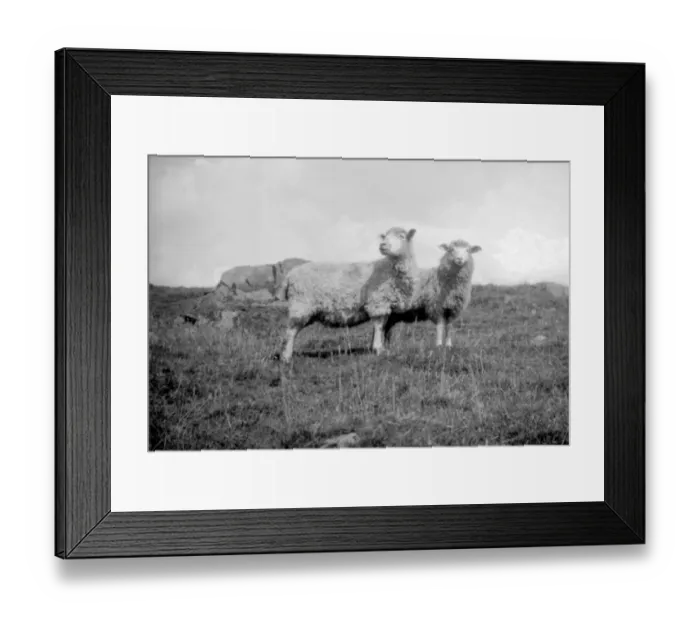 Framed Print : Sheep in a field