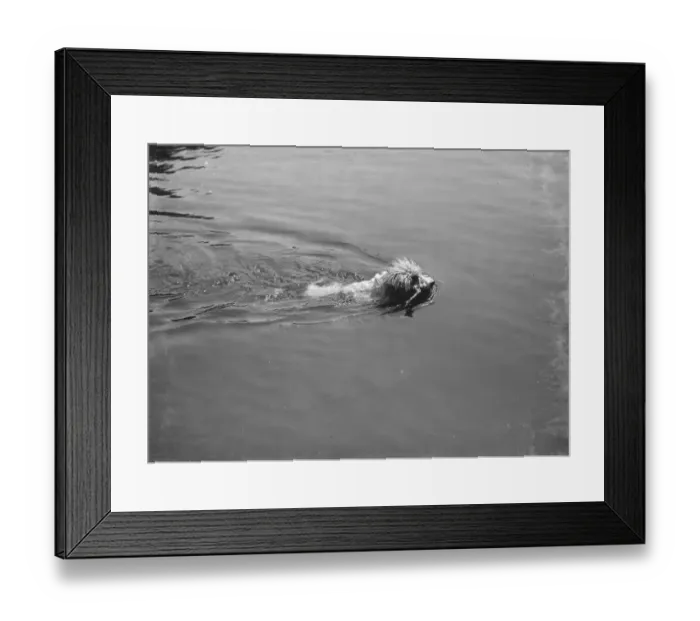 Framed Print : Dog swimming at Chislehurst ponds. 1937 Framed Print : Dog swimming at Chislehurst ponds. 1937