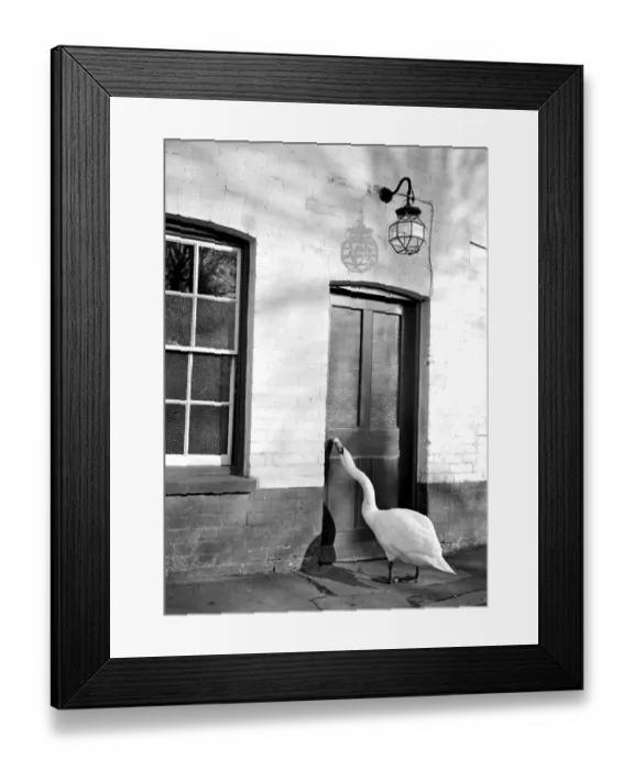 Framed Print : Charlie the swan is a regular visitor to Shorehams inn- The Rising Sun. Two years Framed Print : Charlie the swan is a regular visitor to Shorehams inn- The Rising Sun. Two years