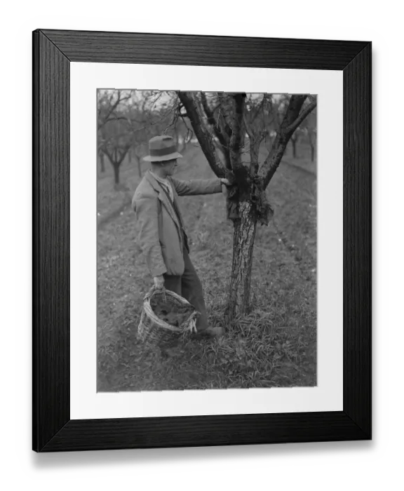 Framed Print : Fruit tree protection. A farmer is setting up an insect trap on a tree Framed Print : Fruit tree protection. A farmer is setting up an insect trap on a tree