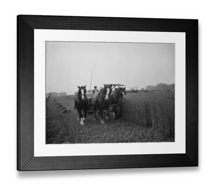 Framed Print : A farmer harvests his fields with his shire horse tethered to Massey Harris Reaper