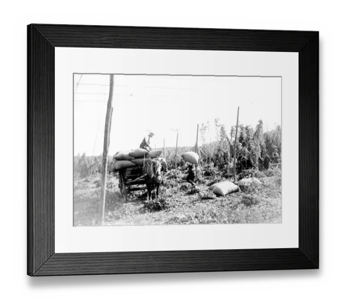Framed Print : Hop picking. 1935 Framed Print : Hop picking. 1935