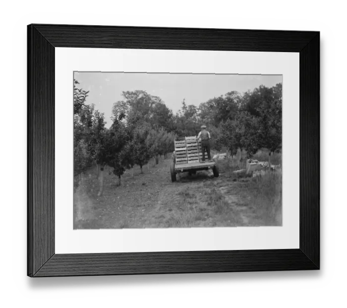 Framed Print : Picked apples loaded into boxes in the apple orchard. 1935 Framed Print : Picked apples loaded into boxes in the apple orchard. 1935
