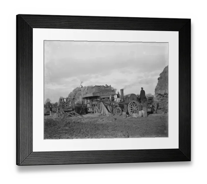 Framed Print : Farm workers using a portable steam engine and belt - driven threshing machine in Malling Framed Print : Farm workers using a portable steam engine and belt - driven threshing machine in Malling