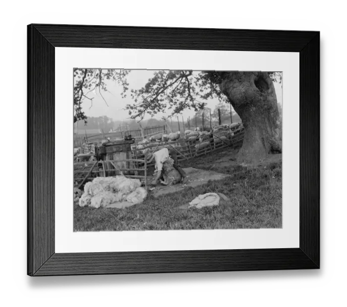 Framed Print : A farmer shears his flock of sheep in the paddock. 1935 Framed Print : A farmer shears his flock of sheep in the paddock. 1935