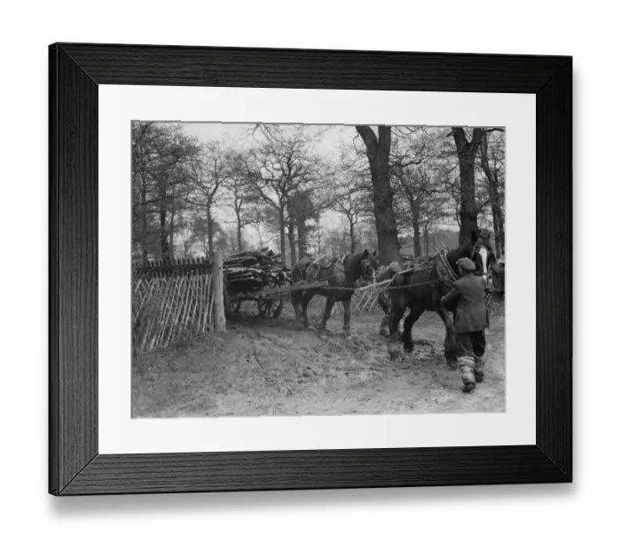 Framed Print : A lumberjack tows logs with his horse team. 1936 Framed Print : A lumberjack tows logs with his horse team. 1936