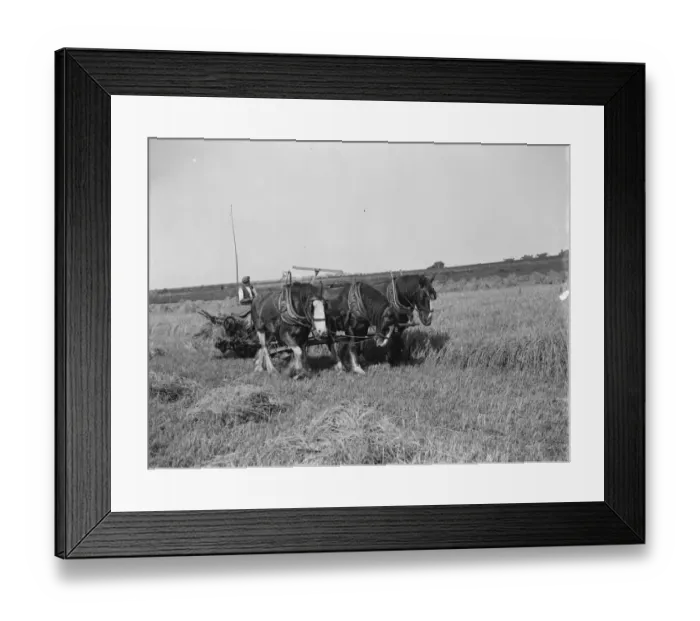 Framed Print : A farmer and his horse tethered to 25 year old McCormick Twine Binder with the Appleby Framed Print : A farmer and his horse tethered to 25 year old McCormick Twine Binder with the Appleby