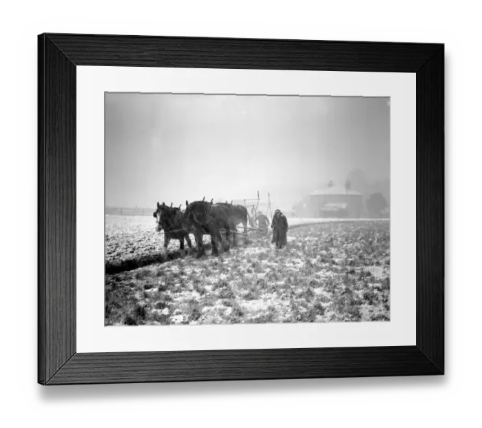 Framed Print : Ploughing in snowstorm January 1947 Framed Print : Ploughing in snowstorm January 1947