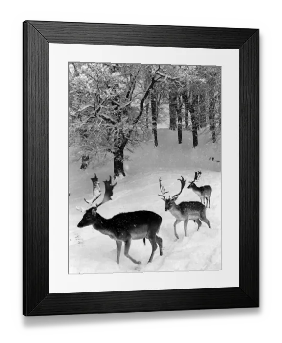 Framed Print : Deer in snow in Knole Park Kent 1960 Framed Print : Deer in snow in Knole Park Kent 1960