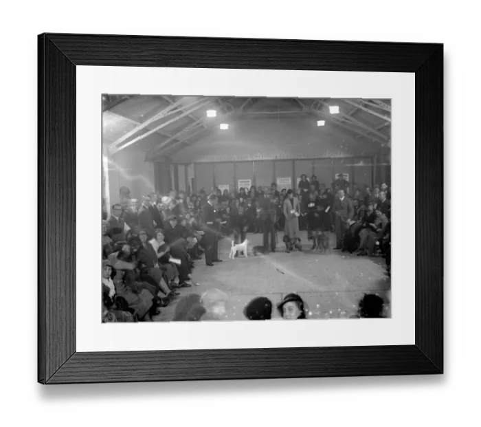 Framed Print : In the show ring at the Sidcup dog show. 1936 Framed Print : In the show ring at the Sidcup dog show. 1936