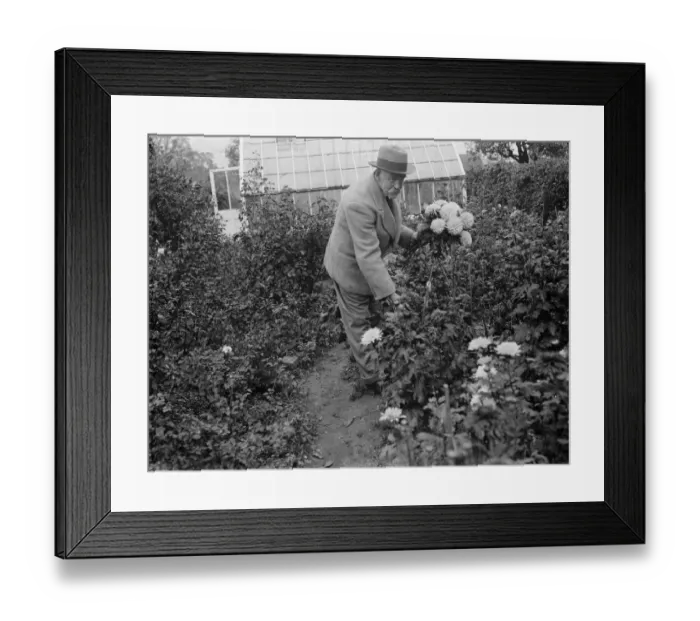 Framed Print : Mr JA Baxter, in his garden in Sidcup. 1935 Framed Print : Mr JA Baxter, in his garden in Sidcup. 1935