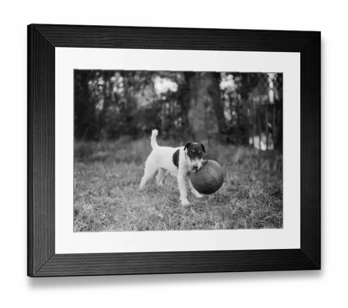 Framed Print : Cinders the dog guards her football. Sidcup, Kent. 24 September 1937 Framed Print : Cinders the dog guards her football. Sidcup, Kent. 24 September 1937