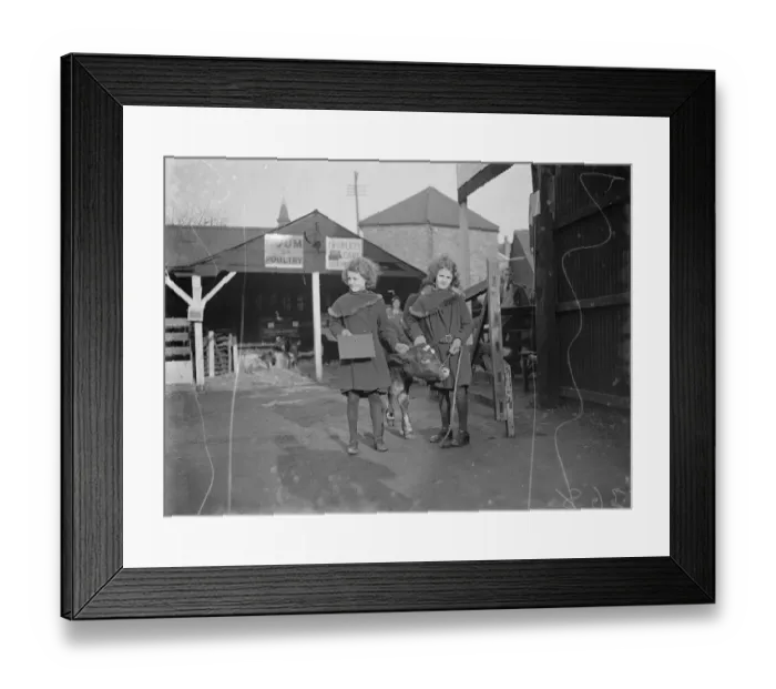 Framed Print : Dartford Fs Show. Calf and twins. 1934