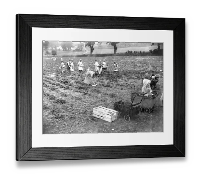 Framed Print : Children at the strawberry harvest. 1934 Framed Print : Children at the strawberry harvest. 1934