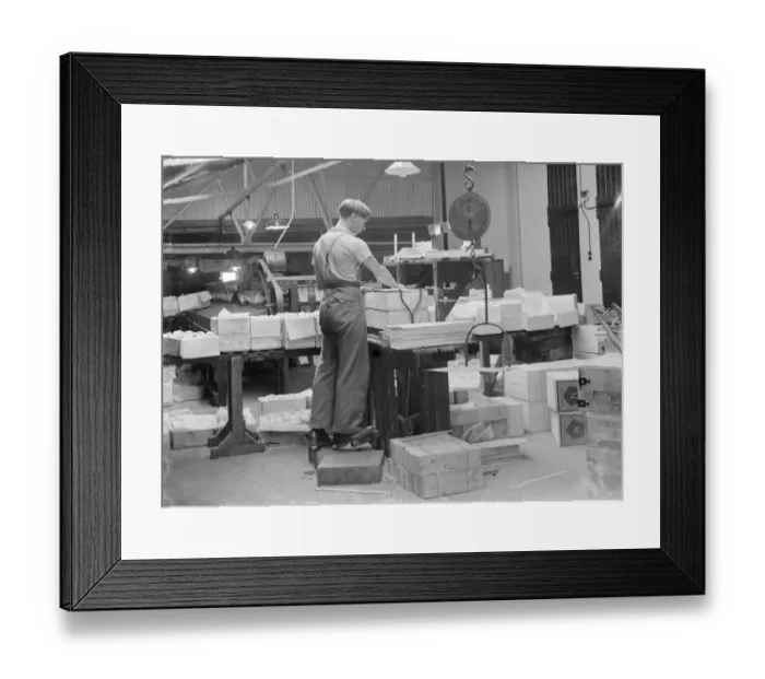 Framed Print : A worker weighing and packing apples into boxes at the Thomas Neame Fruit Farm in Framed Print : A worker weighing and packing apples into boxes at the Thomas Neame Fruit Farm in