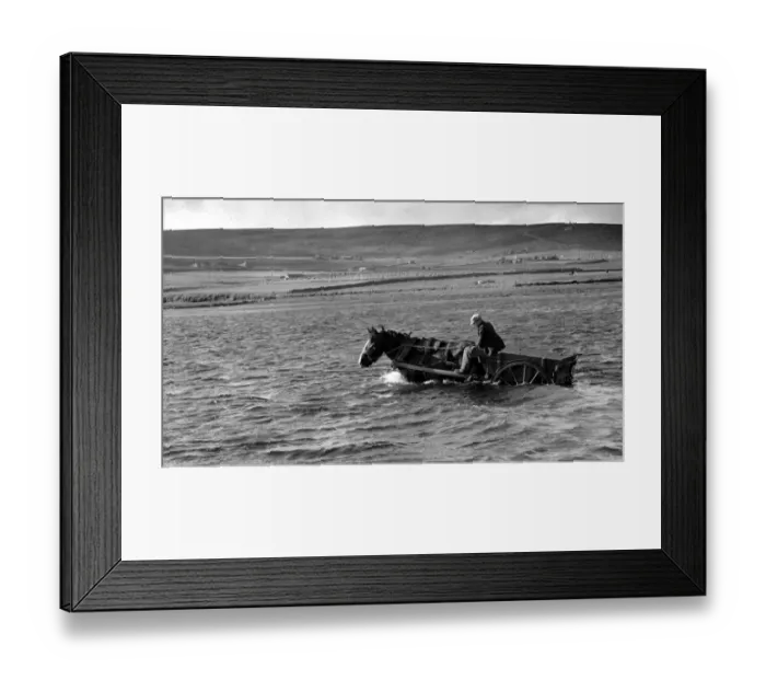 Framed Print : Horse working driving trade cart through water Framed Print : Horse working driving trade cart through water