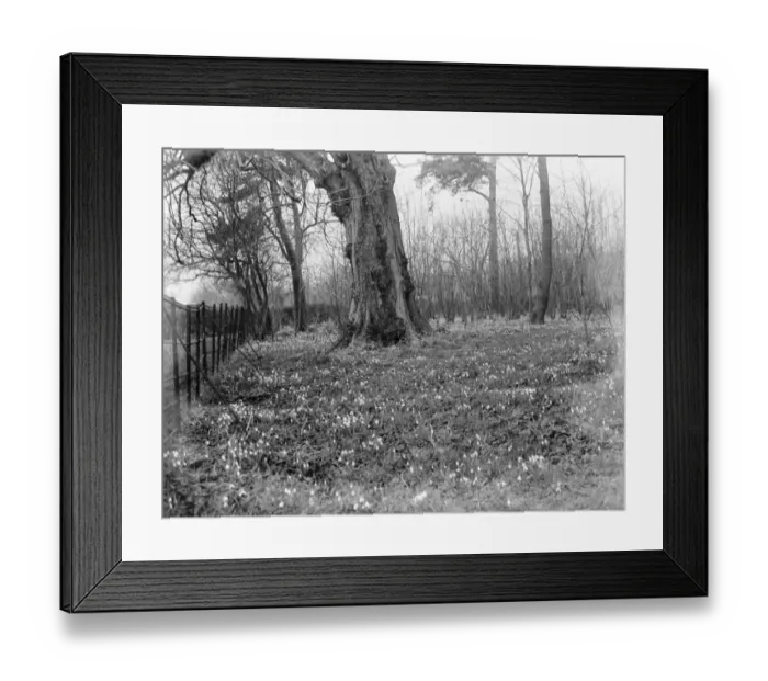 Framed Print : Snowdrops. 1937 Framed Print : Snowdrops. 1937