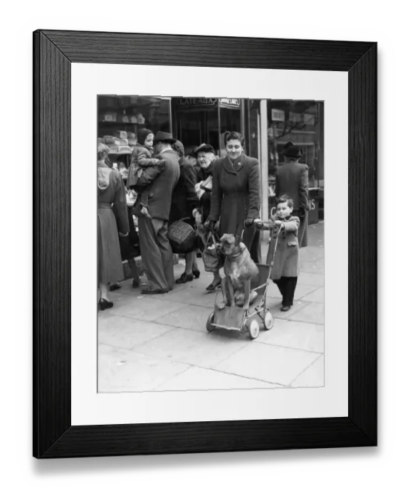 Framed Print : Philip and his mother take their boxer out shopping in the High Street in Sidcup, Kent Framed Print : Philip and his mother take their boxer out shopping in the High Street in Sidcup, Kent