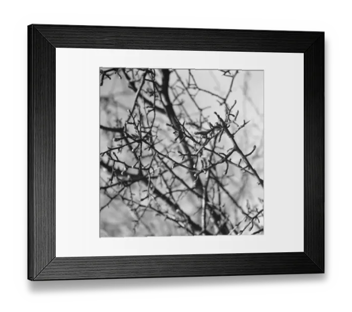 Framed Print : Hawthorn blossom. 1939 Framed Print : Hawthorn blossom. 1939