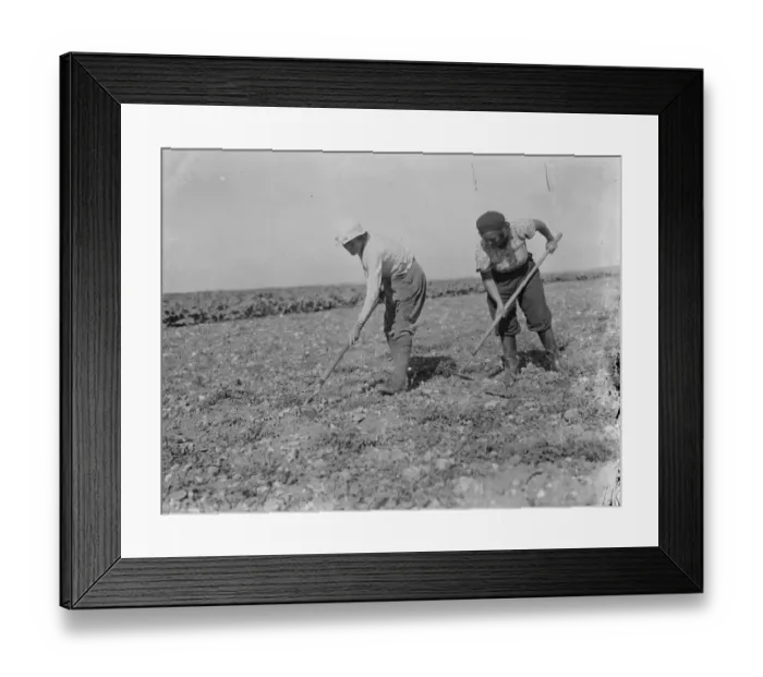 Framed Print : Land girls work on a farm in Beltring, Kent. 1939