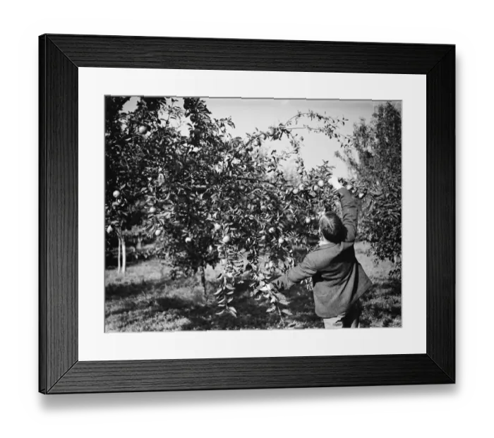 Framed Print : Apple trees at East Malling Research Station. 26 September 1937 Framed Print : Apple trees at East Malling Research Station. 26 September 1937