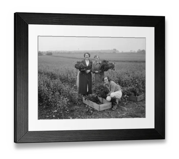 Framed Print : A group of girls holding bunches of freshly picked chrysanthemums. 1936 Framed Print : A group of girls holding bunches of freshly picked chrysanthemums. 1936