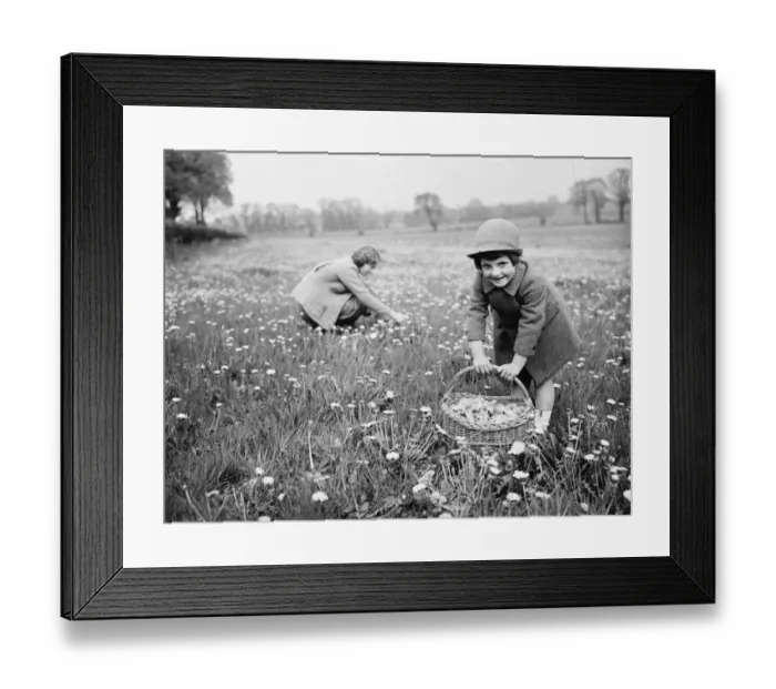 Framed Print : Dorothy and Peggy picking dandelions in a field. 1936 Framed Print : Dorothy and Peggy picking dandelions in a field. 1936