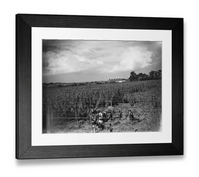 Framed Print : Hop pickers in the hop fields with the tops of the oast houses showing in the distance